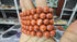 Red Jasper Bracelet - 10mm