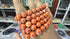 Red Jasper Bracelet - 10mm