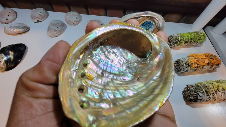 Abalone Shell 3" for Smudging