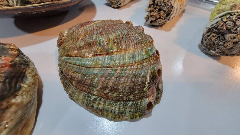 Abalone Shell 3" for Smudging