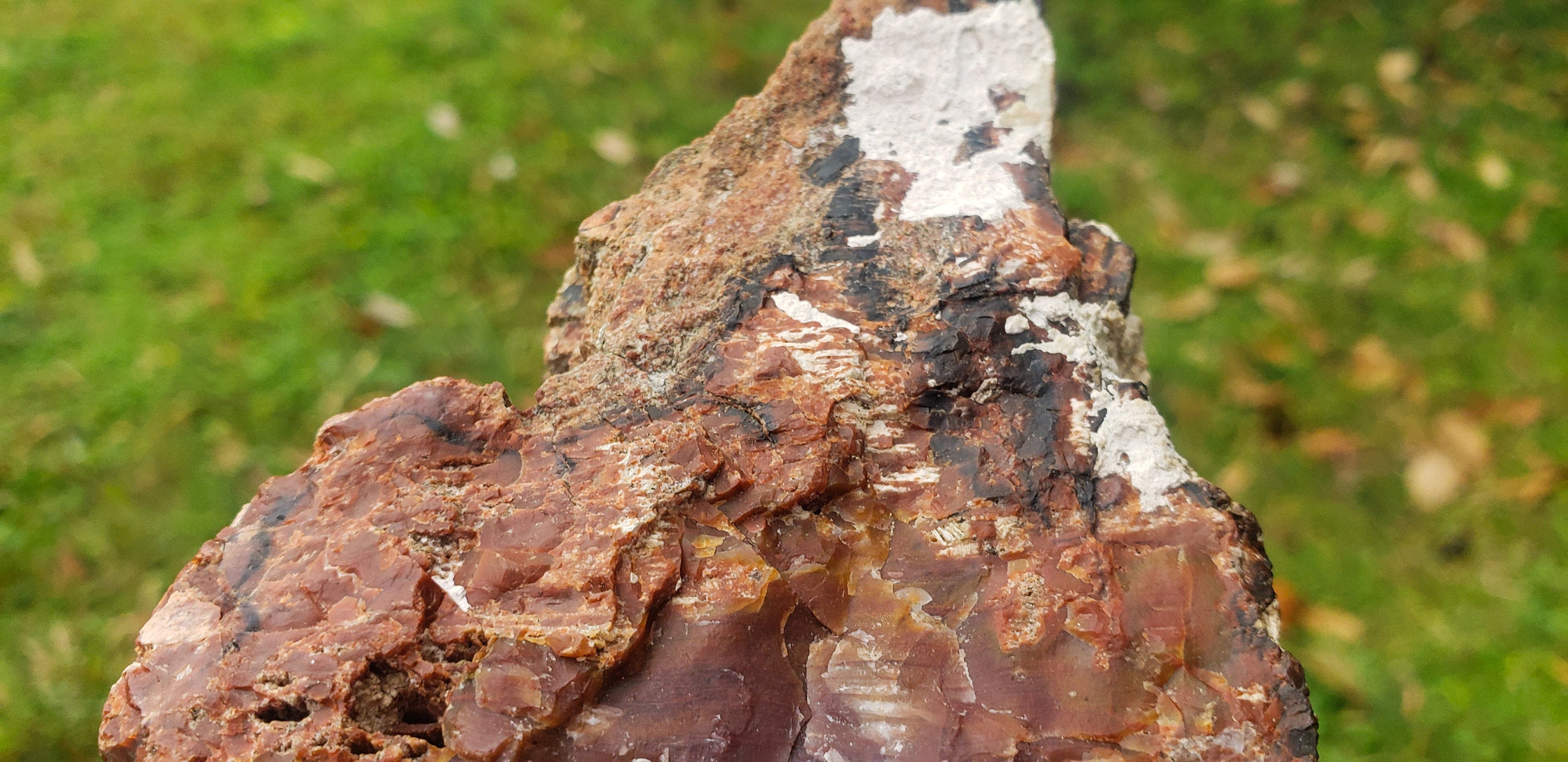 Large Petrified Wood