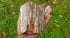 Large Petrified Wood