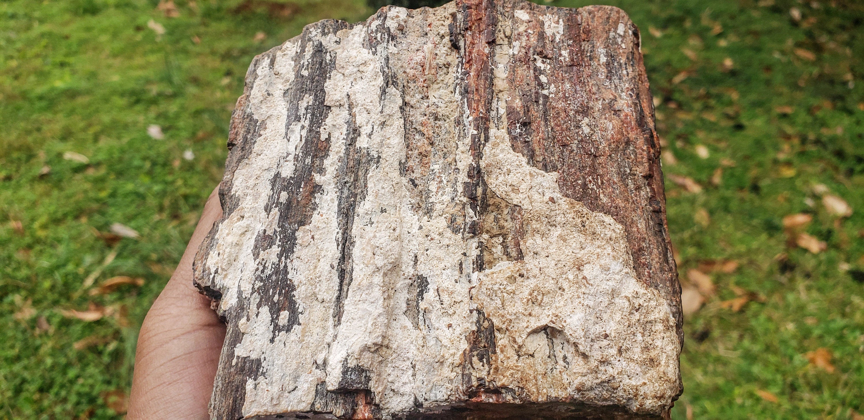 Large Petrified Wood