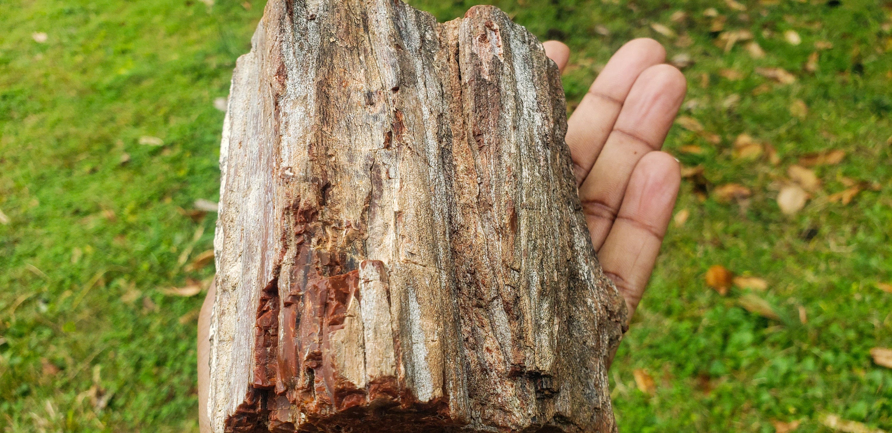 Large Petrified Wood