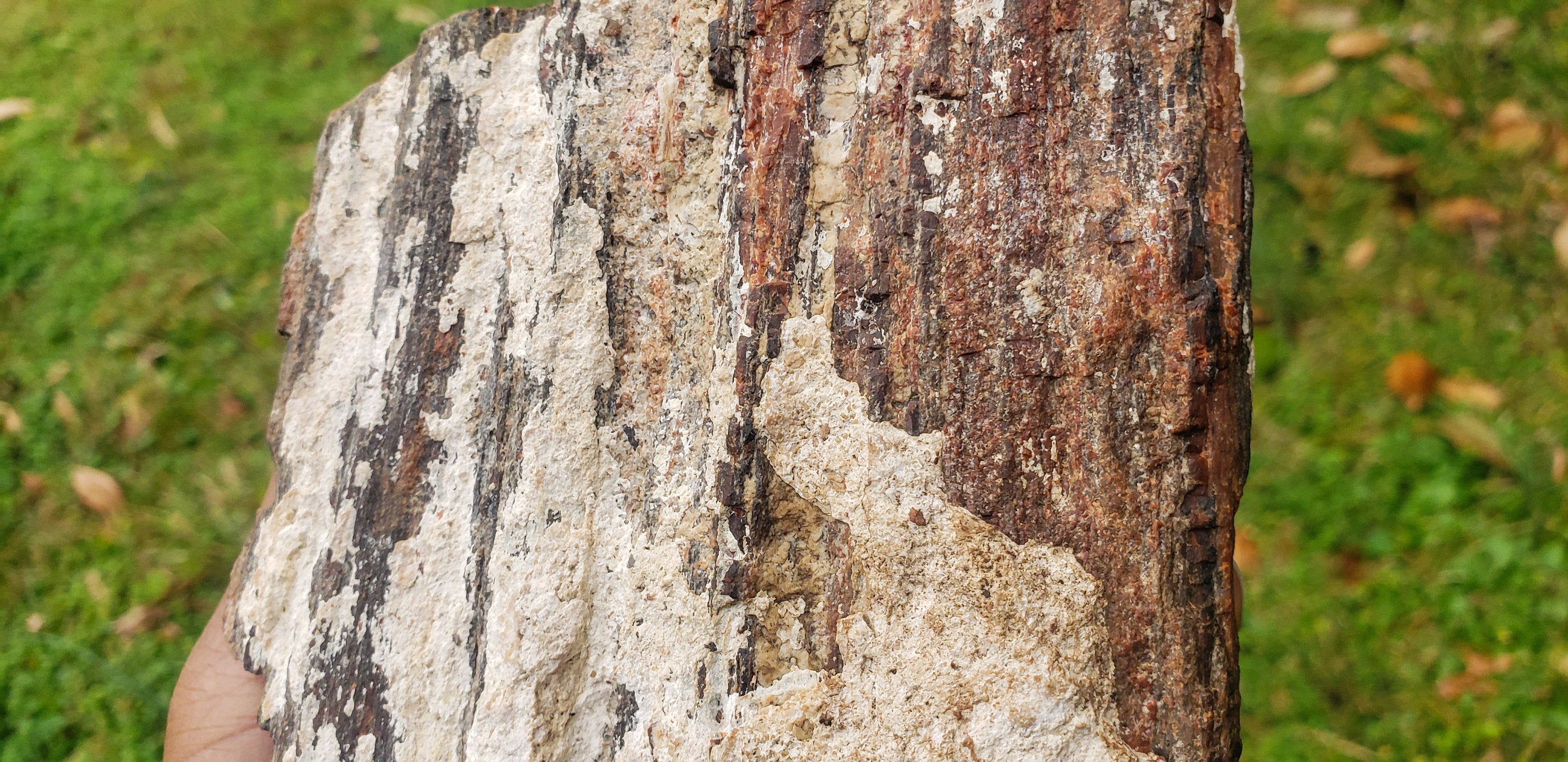 Large Petrified Wood