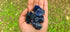 Sodalite Tumbled