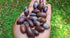 Mini Shiva Lingam Stones