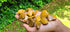 Tumbled Yellow Jasper Crystals