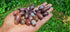 Mini Shiva Lingam Stones